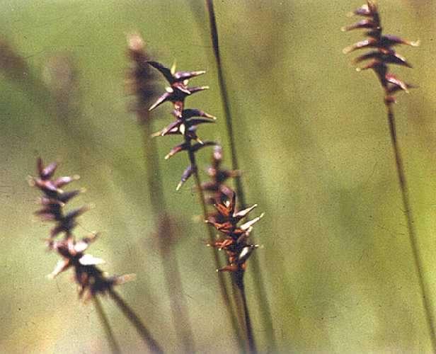 Carex