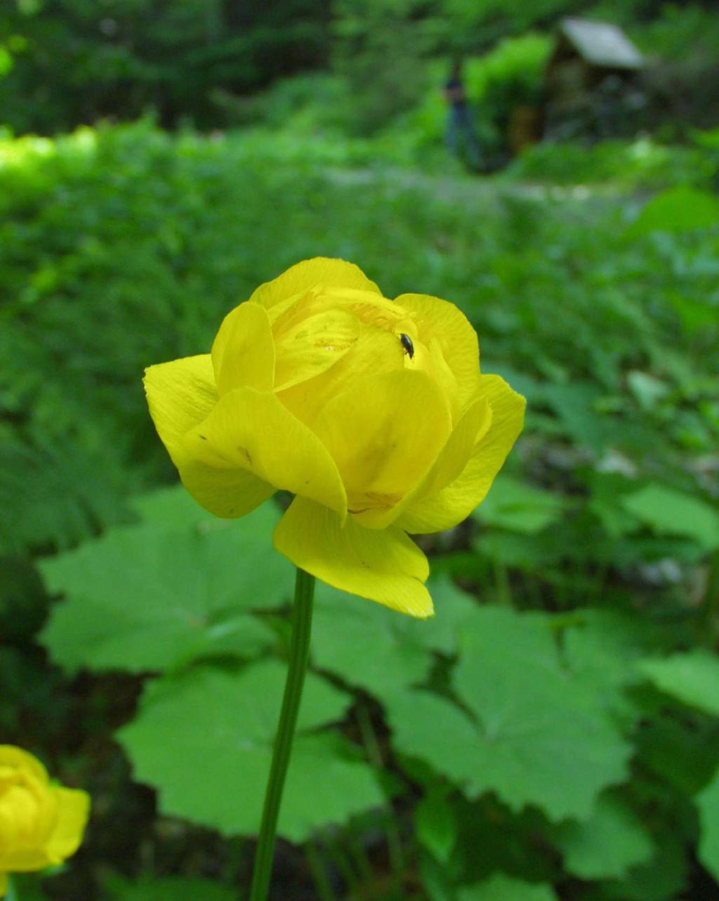 Trollius