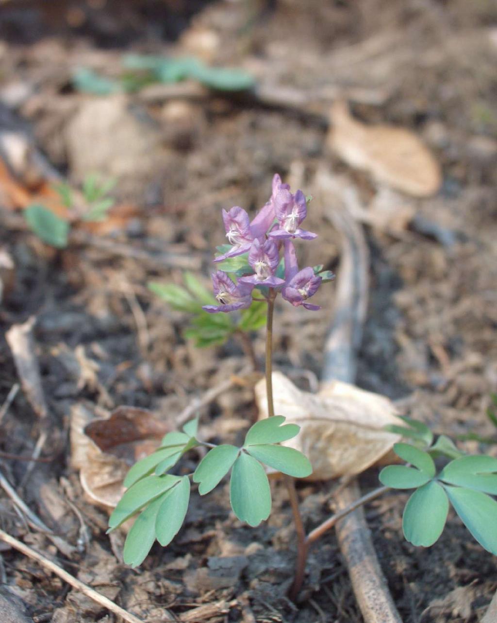 Corydalis