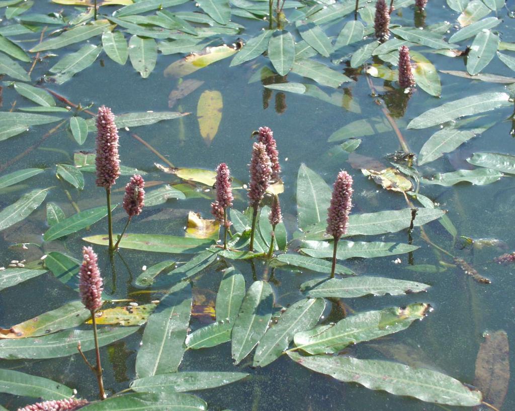 Persicaria