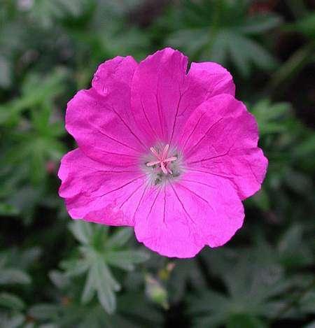 Geranium