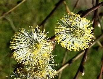 Salix