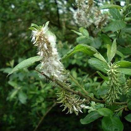 herbacea