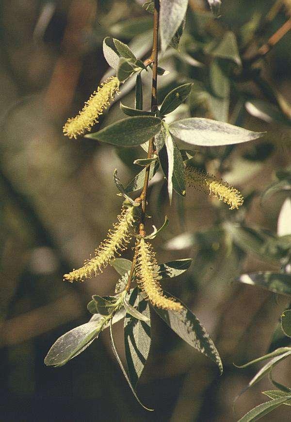 Populus