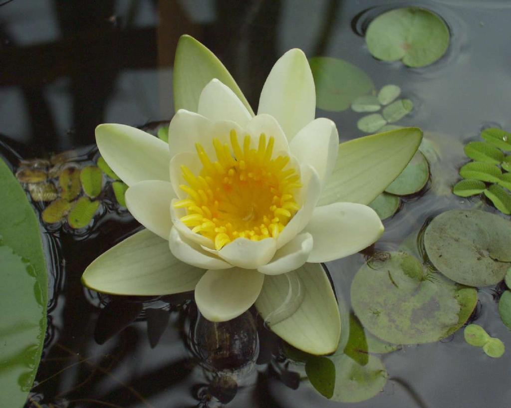 Nymphaea