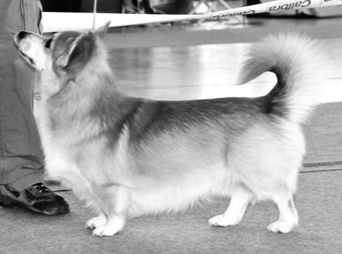 WELSH CORGI PEMBROKE WELSH CORGI PEMBROKE pes: BEST YOLL 17TH MERIDIAN pes: BEST YEFF 17TH MERIDIAN bonitační kód: II 4 A N1 O3,4 k.v. 29,5 - chovný bonitační kód: II 4 A H1 CH2 L3 M5,8 O3 k.v. 29 cm - chovný datum nar: 28.