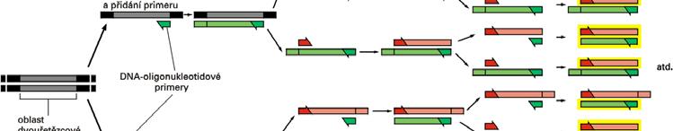 863 27 134 217 727 28 268 435 455 29 536 870 911 30 1 073 741 823 10 KONCENTRACE JEDNOTLIVÝCH SLOŽEK PI STANDARNÍ PCR REAKCI DNA.