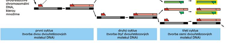 ng Primery. Sekvence a koncentrace primeru významn ovlivuje výsledek PCR. Optimáln lní koncentrace je mezi 0,1 a 0,6 µm.