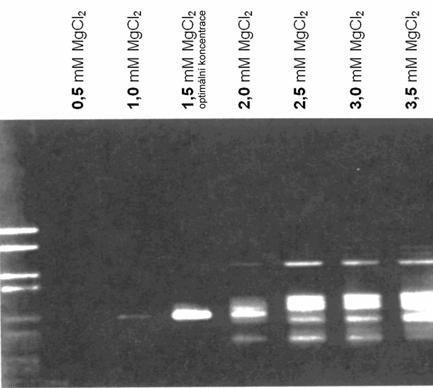 Výsledná koncentrace se mžm že e pohybovat v rozmezí 50 500 µm (pro každý nukleotid) Nejbž žnjší koncentrace dntp je 200 µm.