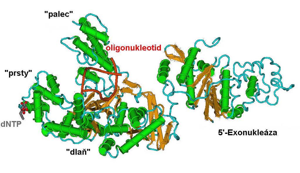 Jejich vliv se obvykle uruje uje experimentáln ln: albumin z bovinního séra s (BSA) (100 ng/50 µl) dimetylsulfoxid (DMSO) (2-10 % v/v) redukce nespecifické vazby primeru detergenty (Triton X-100, X