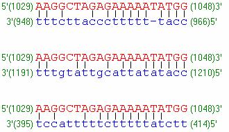 PÍKLADY STRUKTUR VYTVÁENÝCH PRIMERY, KTERÉ JE NUTNÉ ZOHLEDNIT PI JEJICH NÁVRHU Nesprávn vn navržený primer s falešnými vazebnými místym na templátov tové DNA: Chybn navržen ená dvojice primer,, která