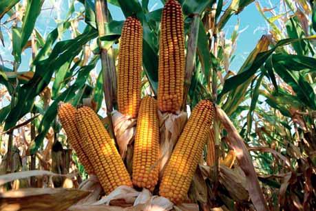 Umožňuje precízne šľachtenie plodín tým, že pracuje s vrodenými charakteristikami, ktoré sú k dispozícii v rámci plodiny, čo je netrasgénny (nie GMO) proces.