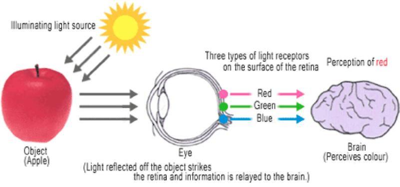 A tak zisťujeme, že na to aby sme videli farby musia byť prístupné tri zložky: "zdroj svetla", "náš očný vnem" a "predmet". Ale prečo vnímame farby odlišne? Prečo je jablko červené a citrón žltý?