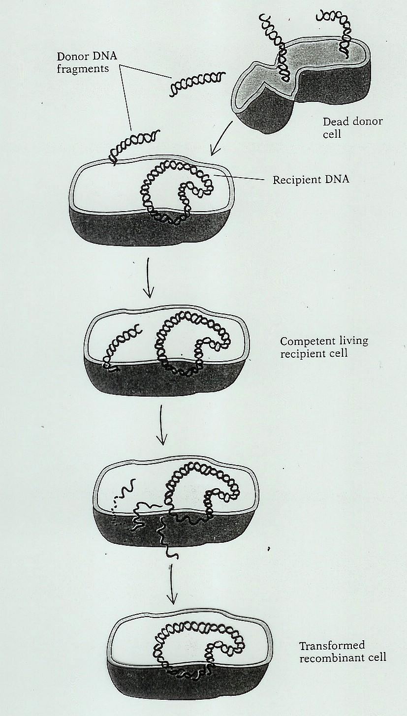 Transformace Fragmenty DNA z donorové buňky Mrtvá