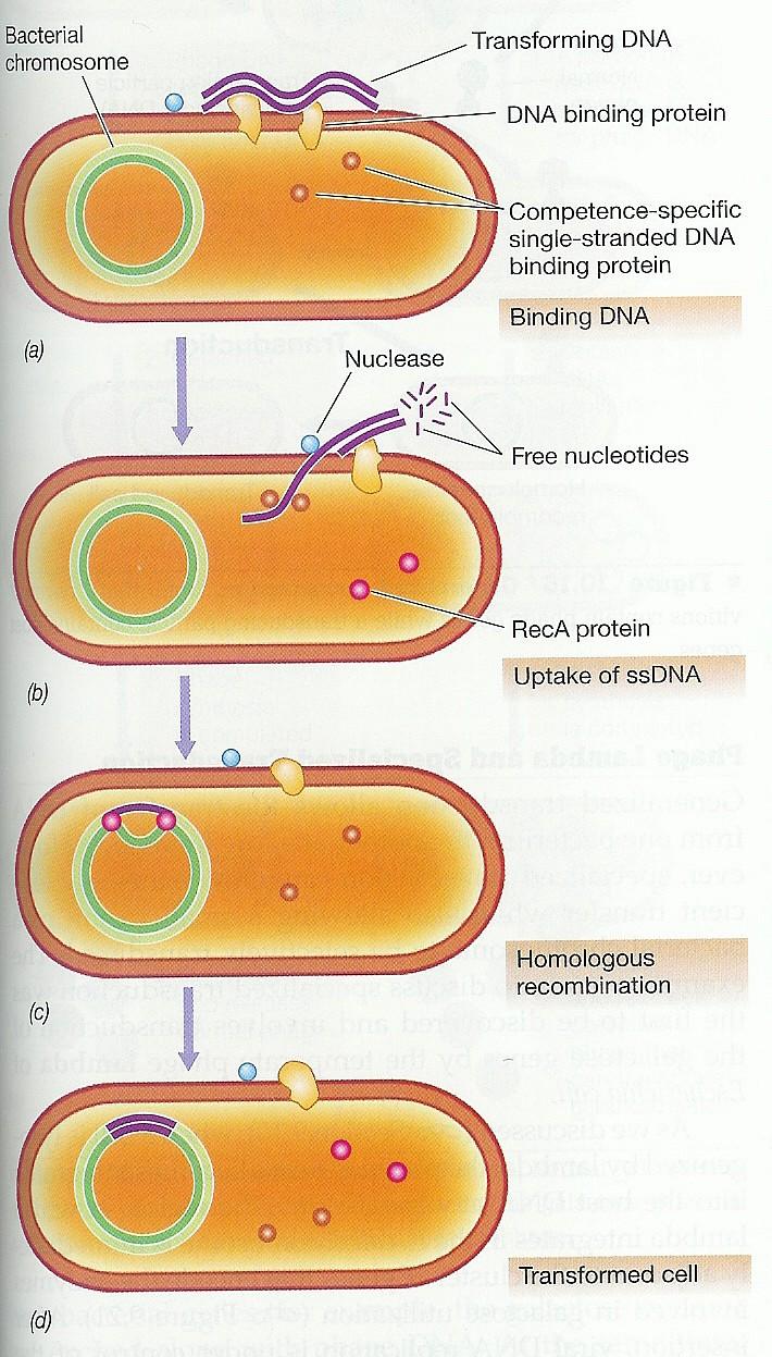 Transformace vstup DNA do buňky Chromozom recipientní buňky transformační DNA DNA vážící protein nukleáza specifický