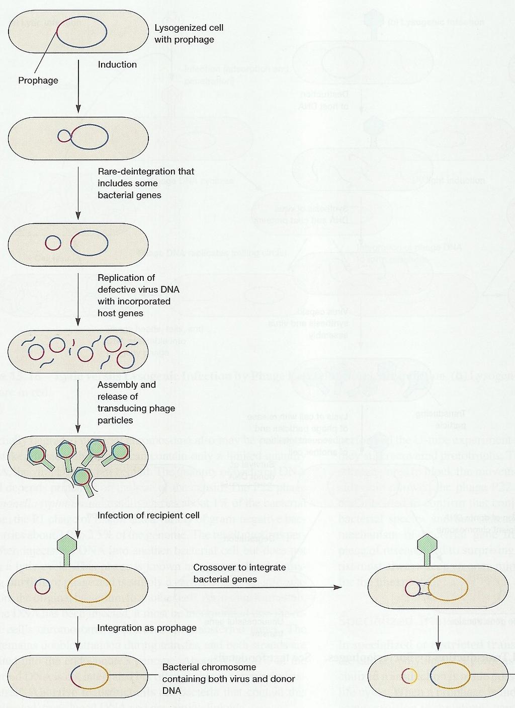 Transdukce - specifická lyzogenizovaná buňka s profágem profág indukce chybná excize (chromozom fága obsahuje bakteriální geny) replikace defektivní DNA fága a inkorporace do hostitelské buňky