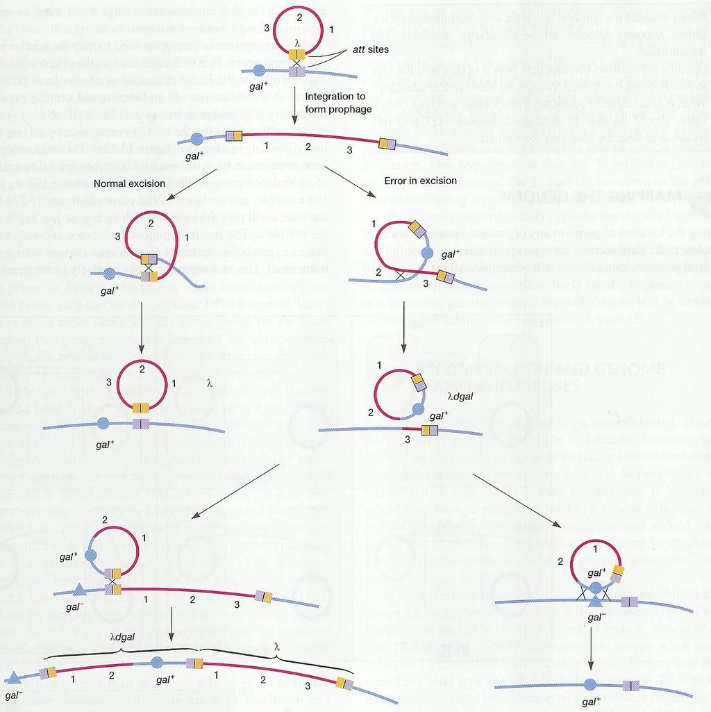 Transdukce - specifická att polohy gal + integrace do chromozomu buňky normální excize gal + chybná excize gal + gal +
