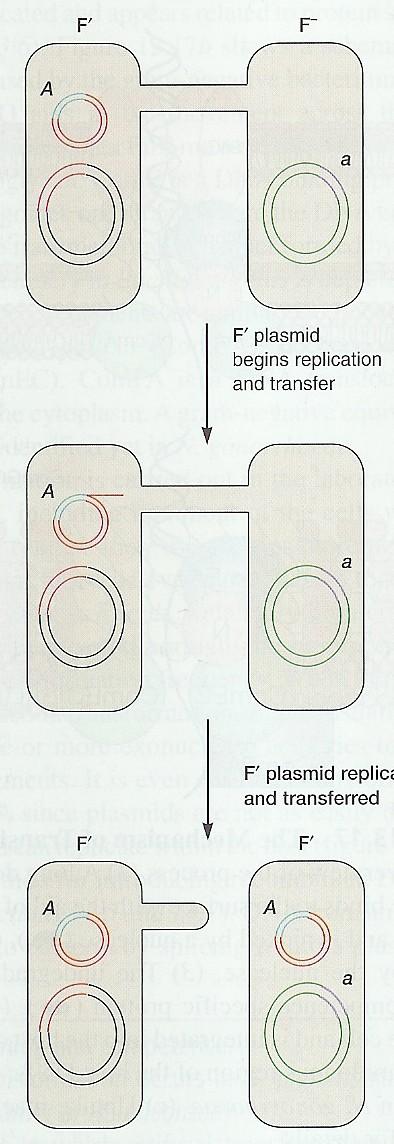 Konjugace buňky F s buňkou F - F F - začátek replikace