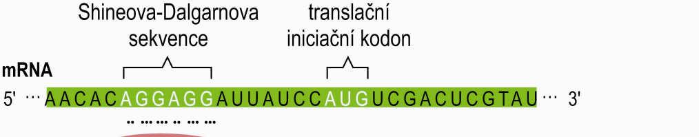 Vazba mrna na 16S-rRNA mrna 3 - A U U C C U C C A C U A G 5 I I I I I I I I I I I A G G A