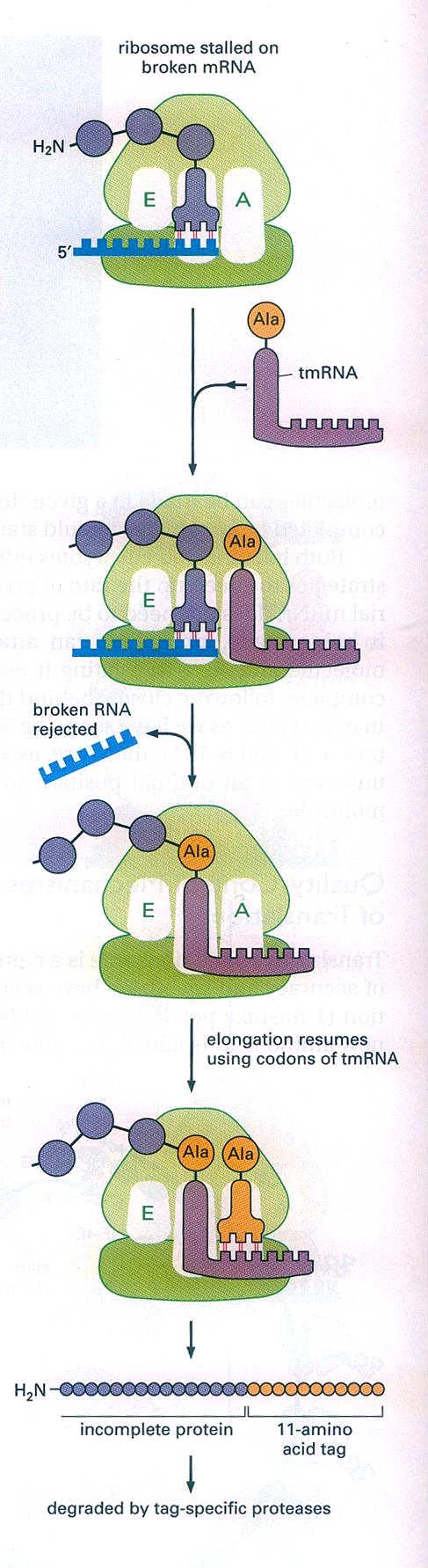 STOP kodon Pozastavený ribozom na mrna tmrna