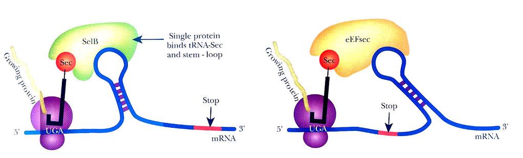 Vnášení trna-sec na vnitřní stop kodon UGA a) U bakterií b) U savců Vlásenka je