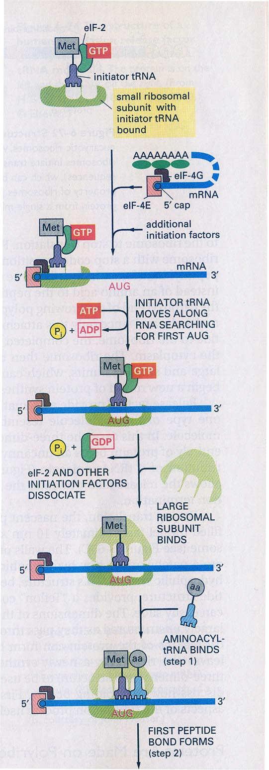 Iniciace translace u eukaryot eif-4g je vázán na polya-konec RNA a na