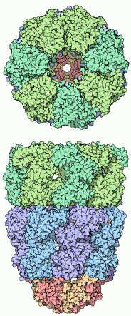 Molekulární chaperony/chaperoniny speciální skupina proteinů podílejících se na sbalování polypeptidů (zabraňují chybnému sbalování) hlavní rodiny chaperonů: proteiny hsp60 a hsp70 hsp70: