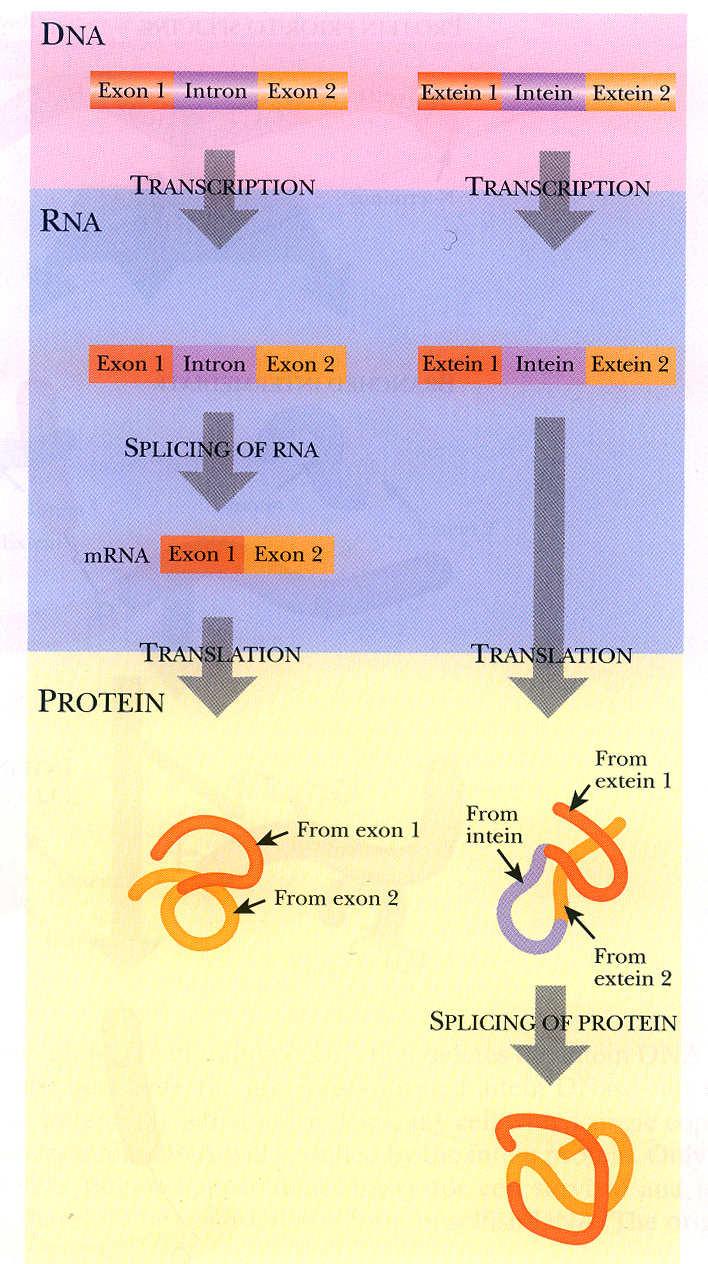 Proteinový sestřih srovnání způsobů odstraňování intronů a inteinů Inteiny byly zjištěny u kvasinek, řas,