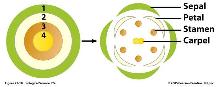 Květní diagram a