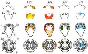 květních orgánů u Arabidopsis: LFY