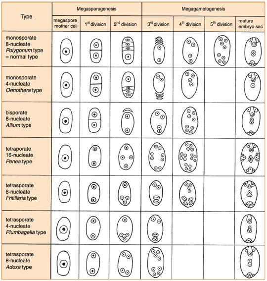 buňky jádro vaječné buňky Yang (2010) Ann Rev Plant Biol Arabidopsis thaliana Yang (2010)