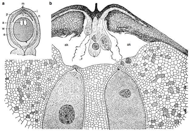 spermatozoid Taxus baccata Zamia floridana Bresinsky et al.