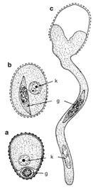 Redukce samčího gametofytu spermatozoid Dioon edule Nahosemenné Pinus