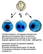 Založení samčí zárodečné linie - PMI Průběh mitotického dělení fragmoplast - buněčná deska vakuola Narušení polarity centrifugace, kolchicin narušení systému mikrotubulů - gem1 MOR1/GEM1 - MAP215
