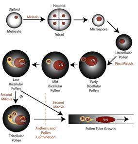 růst, kompetence, komunukace, vedení pestíkem Generativní buňka Pokračující proliferace (mitóza -> G2) Chromatin Diferenciace - gamety Funkce - dvojité oplození Expresní program Specifický expresní