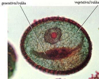 gametofyt vegetativní buňka s