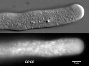 senescence koruny a kalichu aktivace růstu