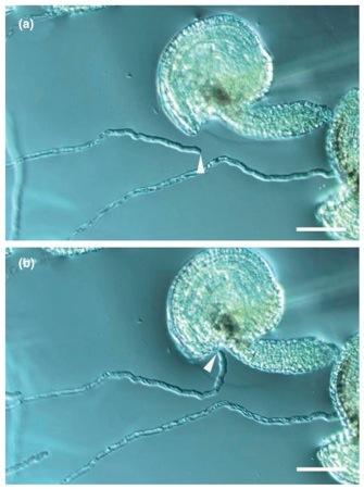 Vedení pylové láčky pestíkem Aktivace pylové láčky pletivy pestíku