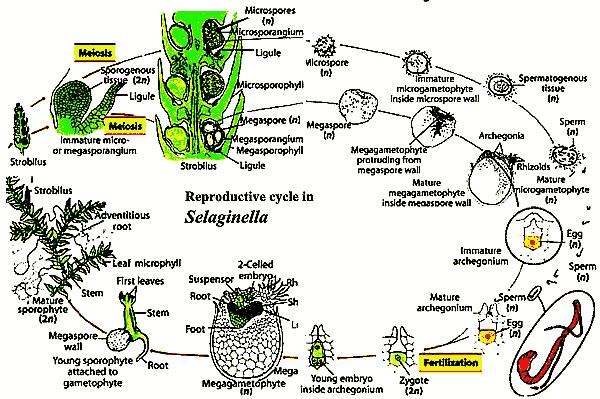 vyvíjejí se na sporofytu Cycadopsida Coniferopsida Neuzavřený