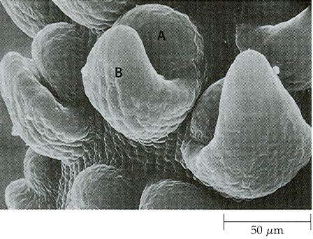 meristém (A) Neptunia pubescens