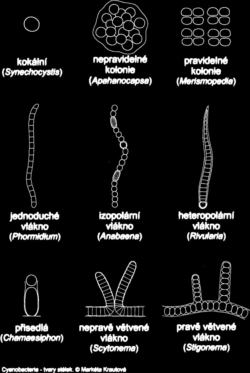 Sinice typy stélek Sinice tvoří několik typů stélek. Nejjednodušší stélky sinic jsou jednobuněčné.