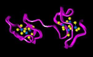 Metalothioneiny (MT) Metalothioneiny objevily pánové Margoshes a Vallee v roce 1957 izolovali je z koňských ledvin, jako Cd vázající proteiny objevitelé nazvali protein metalothionein, kovy vázající