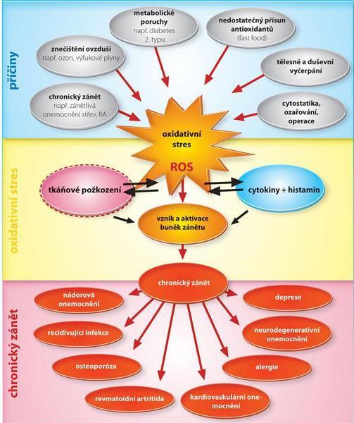 Různé formy kyslíkových radikálů, které se tvoří například při intenzivní činnosti mitochondrií, musí být buňkou zlikvidovány.