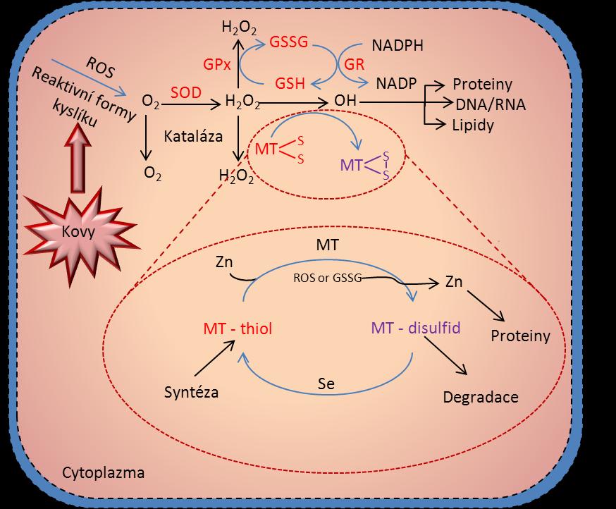 MT redoxní cyklus Nízký redoxní potenciál thiolátového klastru MT umožňuje jeho oxidaci mírnými buněčnými oxidanty, které jsou neustále přítomné v buňce s dynamickou změnou jeho redoxního stavu.