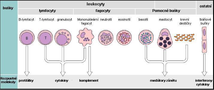 Obr. 1. Schéma typů buněk zapojujících se do imunitní odpovědi organismu a rozpustných molekul, které tvoří. (Převzato a upraveno z [27].) Mezi fagocytární buňky patří monocyty a neutrofily.