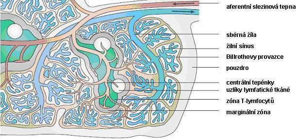 (marginálním) sinusu (prostor mezi bílou pulpou a marginální zónou sleziny) zatímco jiné procházejí marginální zónou do žilního systému červené pulpy [33]. Obr. 2.