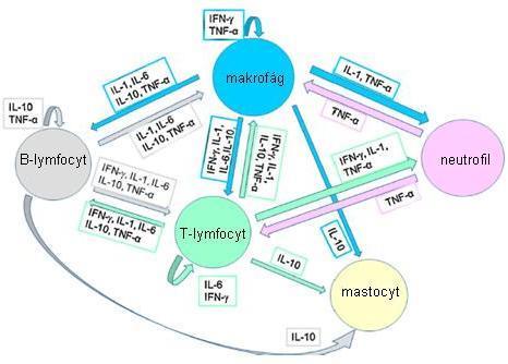 receptorů pro tyto molekuly imunitními buňkami. Jen buňka, která má odpovídající receptory, může reagovat na konkrétní cytokin.