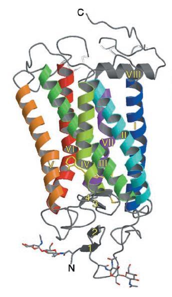 GPCR v těchto rodinách mezi sebou nesdílejí významnou sekvenční podobnost, i když všechny mají sedm transmembránových domén (7TM). Rodina C jsou tzv.