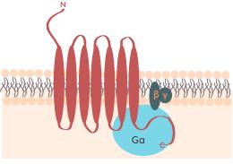 2.3.1 Signalizace přes G-proteiny Funkční spojení s trimerními (podjednotky α,,) G-proteiny může být selektivní, ale 7TM receptory jsou často "promiskuitní" v této signální dráze.