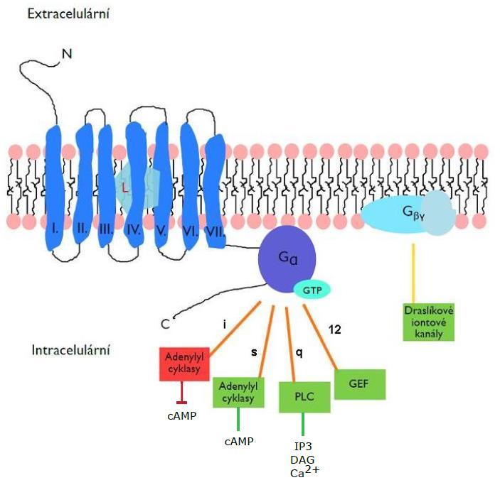 typickou trimerní konformaci. Při aktivaci GPCRs mají svou úlohu i faktory usnadňující výměnu guanosinových nukleotidů (GEF z ang.